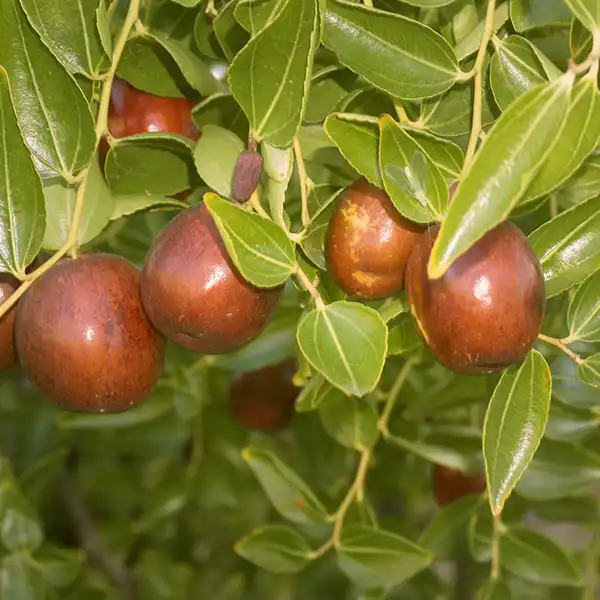 Jujuba