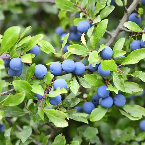 Kökény (Prunus spinosa)