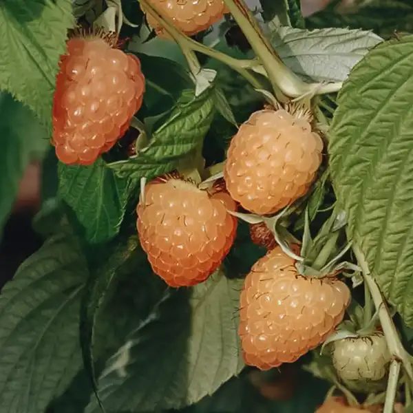 Primeberry Autumn Amber kései (tüskétlen) málnatő