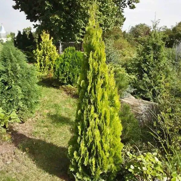 Thuja